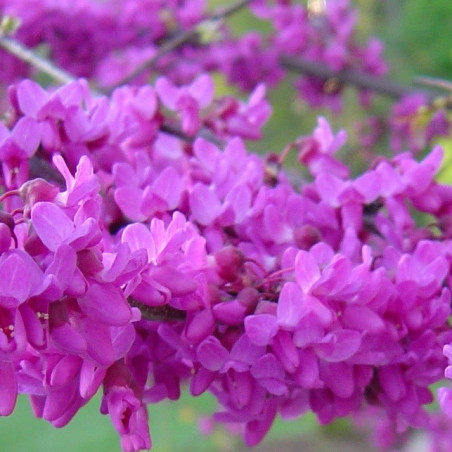 Cercis canadensis Oklahoma