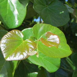 Cercis canadensis Oklahoma