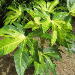 Fatsia japonica Annelies