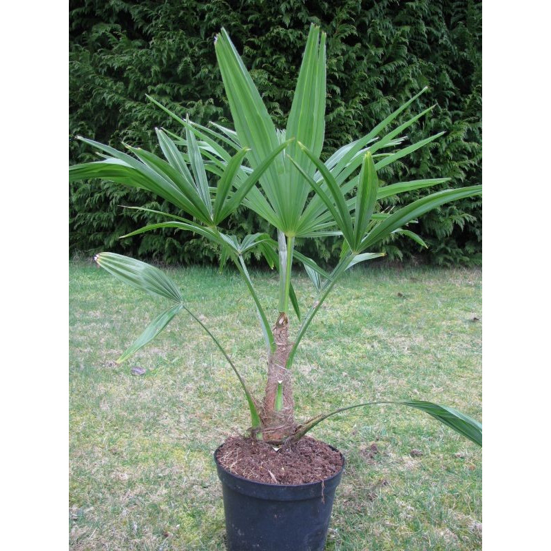 Trachycarpus fortunei 4 l Trachycarpus fortunei 4 l