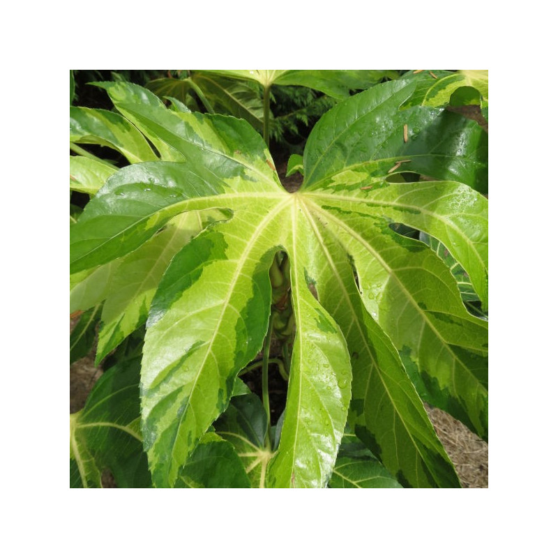 Fatsia japonica Annelies