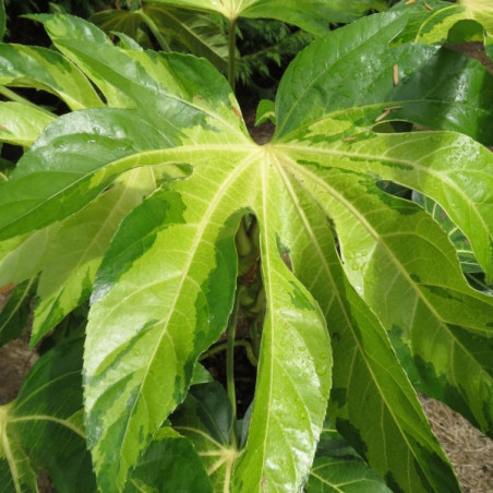 Fatsia japonica Annelies