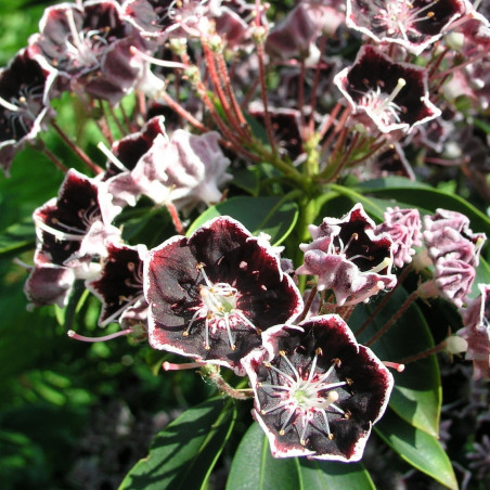 Kalmia latifolia mitternacht