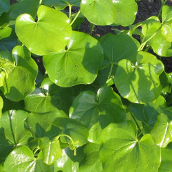 Cercis reniformis Texas white