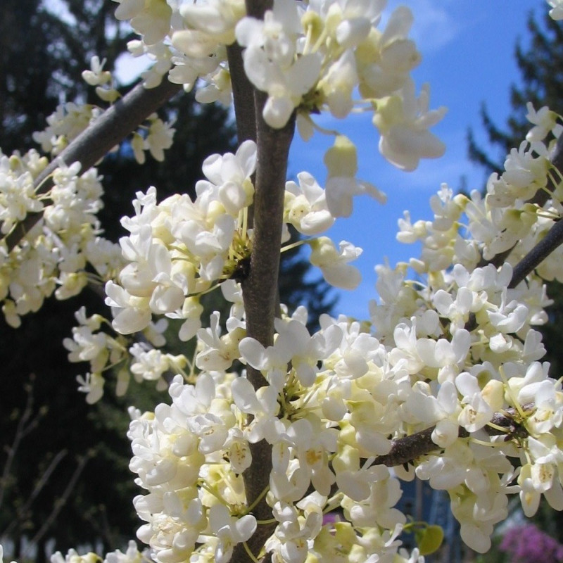 Cercis reniformis Texas white