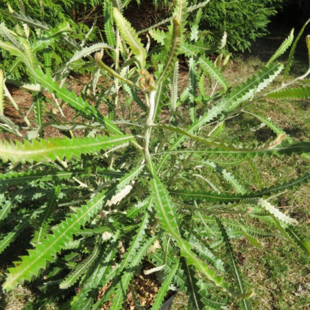 Banksia prionotes dwarf