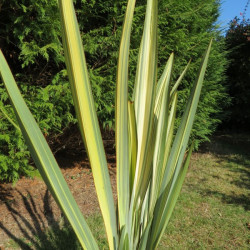 Phormium veitchii