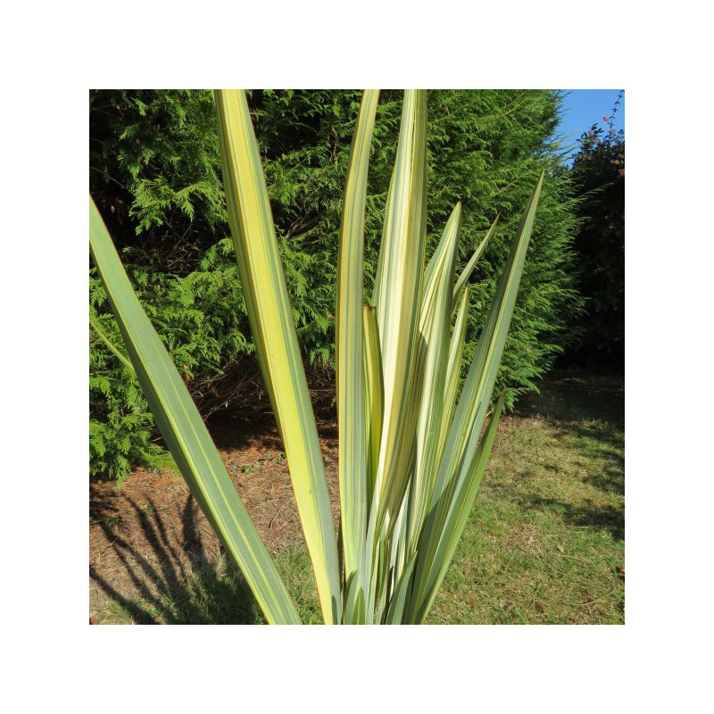 Phormium veitchii