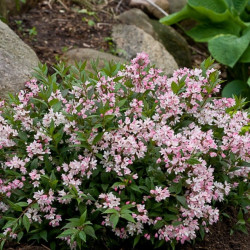 Deutzia yuki cherry blossom