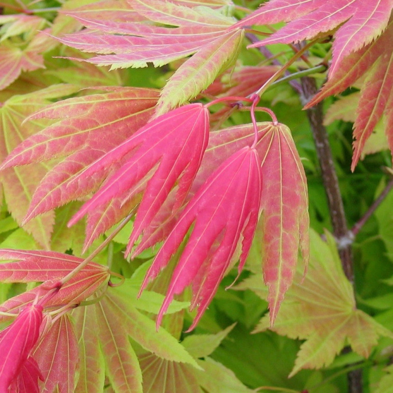 Acer shirasawanum moonrise