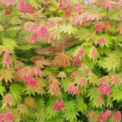 Acer shirasawanum moonrise