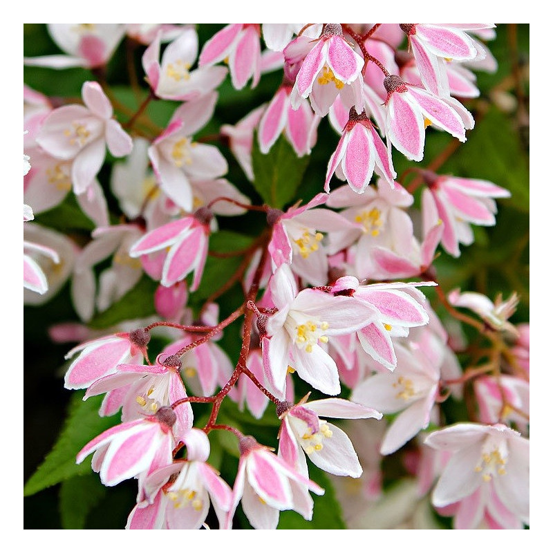 Deutzia yuki cherry blossom