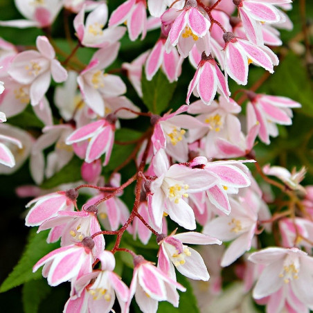 Deutzia yuki cherry blossom