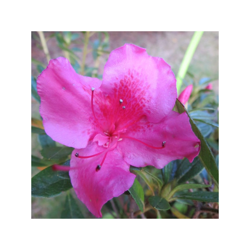 Azalea encore® carnival