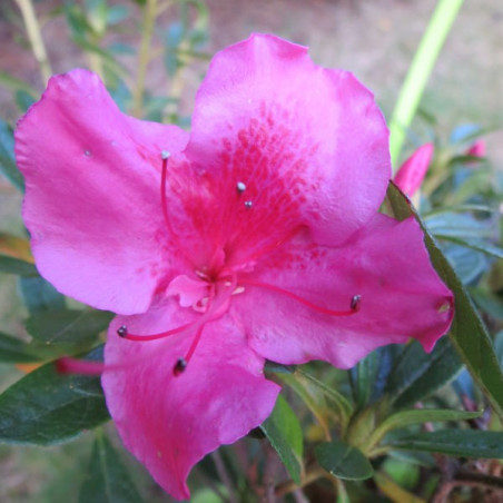 Azalea encore® carnival