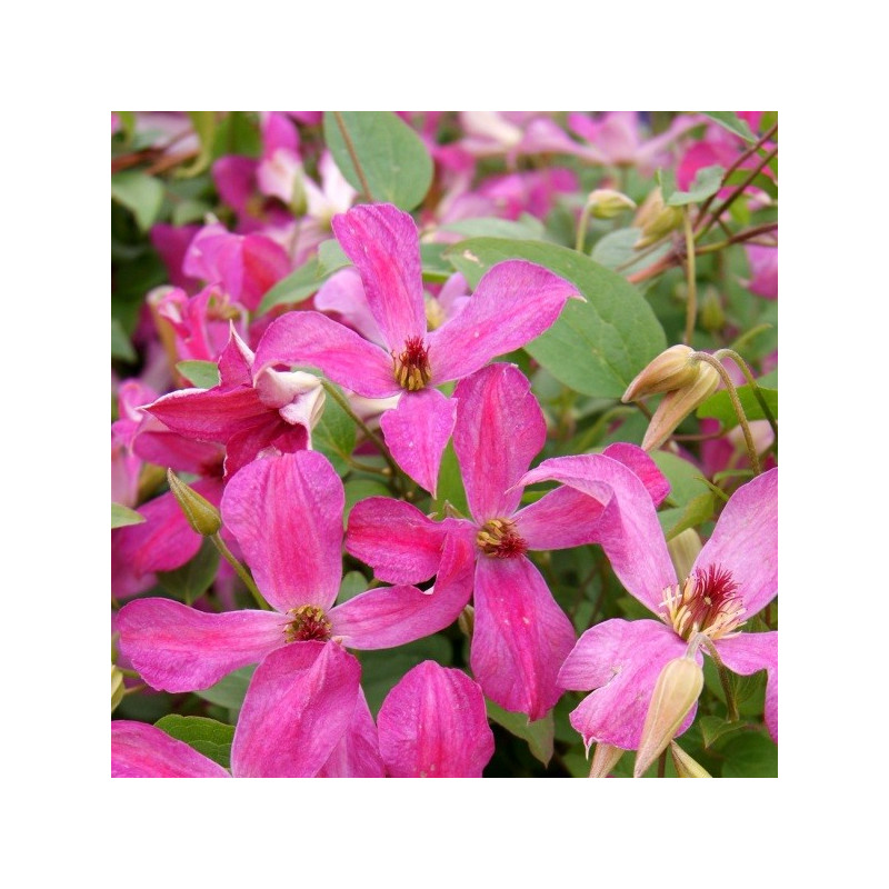 Clematis wonderful®