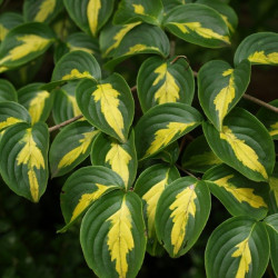 Cornus kousa gold star