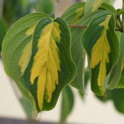 Cornus kousa gold star