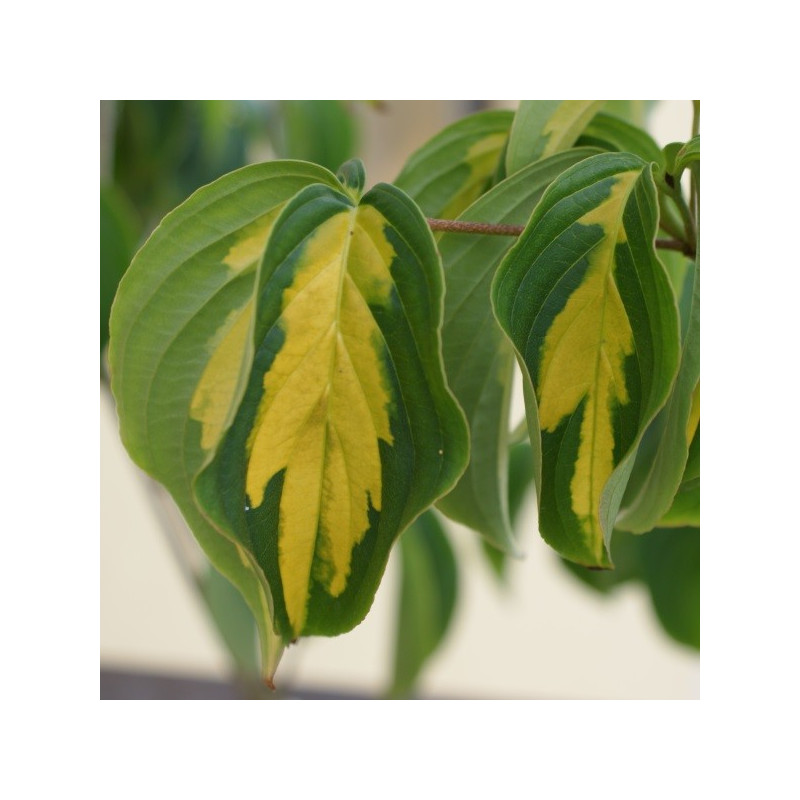 Cornus kousa gold star