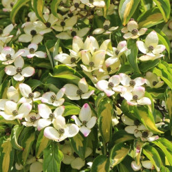 Cornus kousa gold star