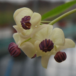 Akebia quinata cream form