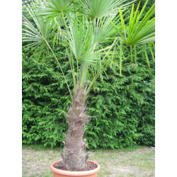 Trachycarpus fortunei stipe 70 cm