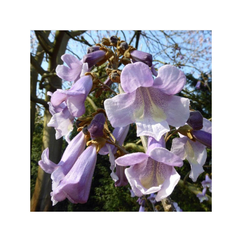  Paulownia tomentosa 'purple splendour'