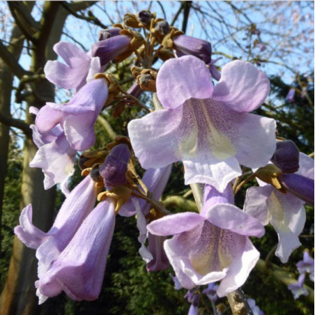  Paulownia tomentosa 'purple splendour'