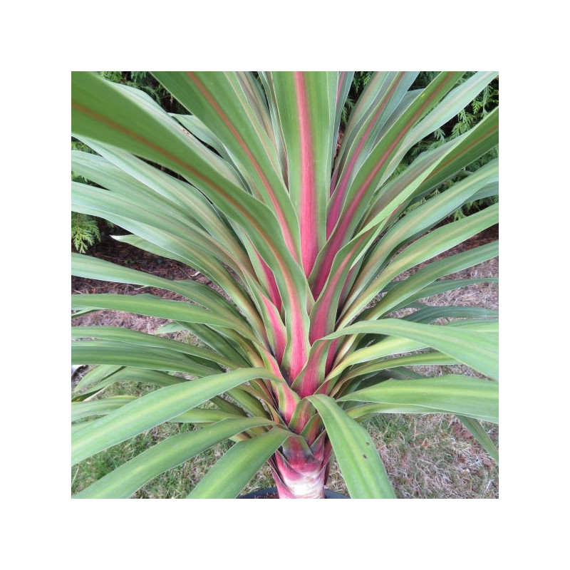 Cordyline peko