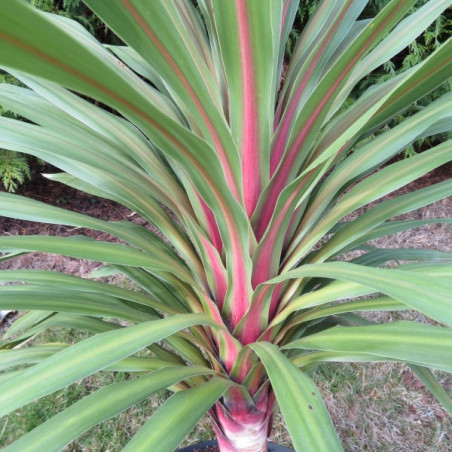 Cordyline peko