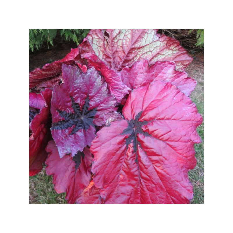 Begonia T REX™ Ruby Slippers