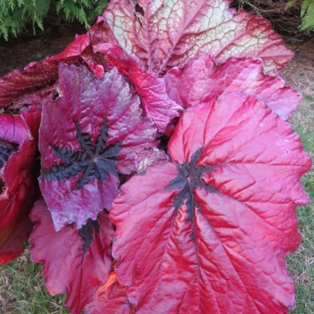 Begonia T REX™ 'Ruby Slippers'