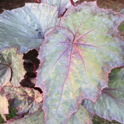 Begonia shade angel™ aurora