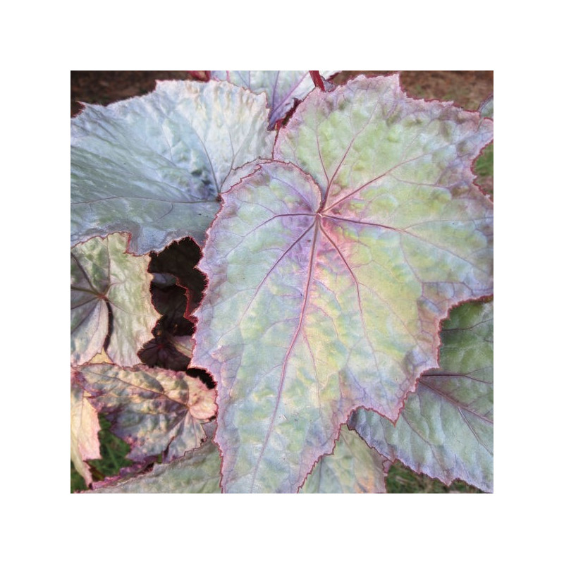 Begonia shade angel™ aurora