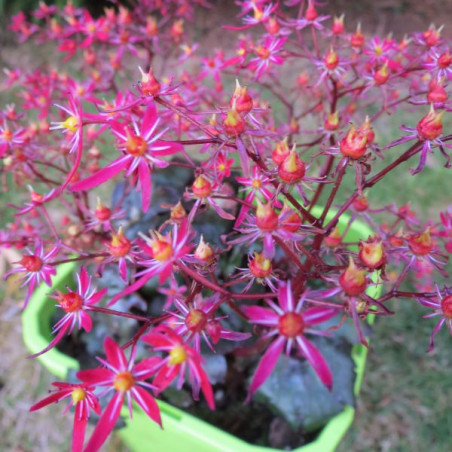 Saxifraga Carmen