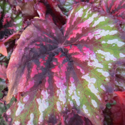 Begonia T REX™ painter's palette