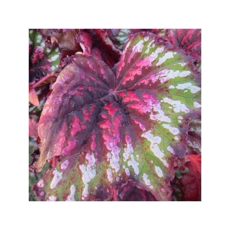 Begonia T REX™ painter's palette