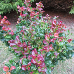 Leucothoe curly red®