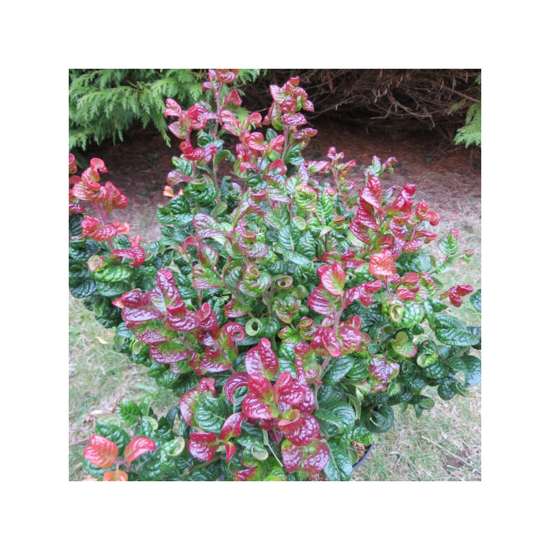 Leucothoe curly red®