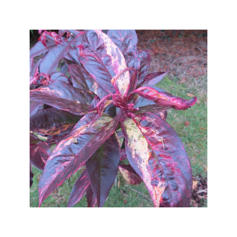 Leucothoe rainbow