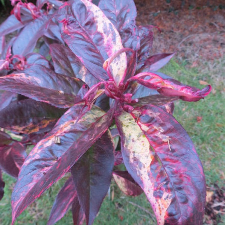 Leucothoe rainbow