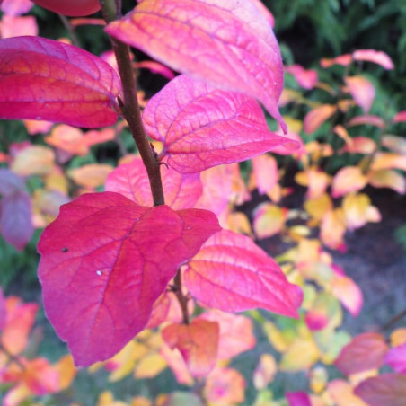 Parrotia JL columnar