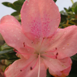 Azalea encore® debutante