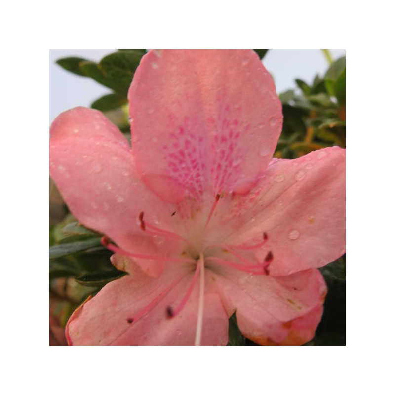 Azalea encore® debutante