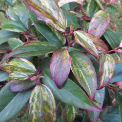 Leucothoe makijaz®