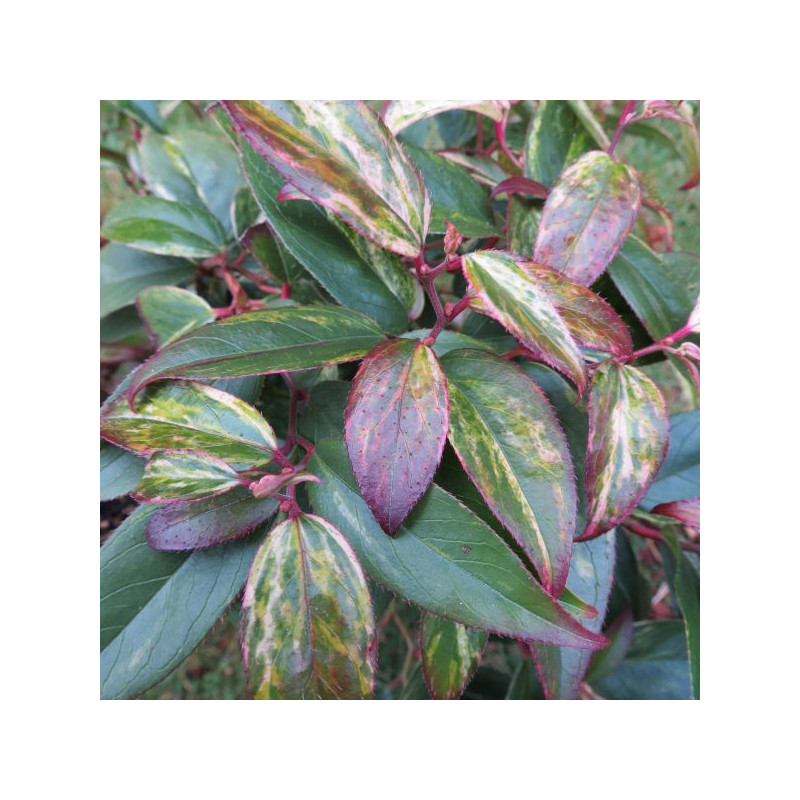 Leucothoe makijaz®