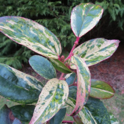 Leucothoe makijaz®