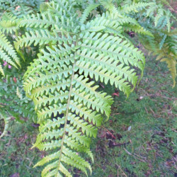 Sadleria cyatheoides