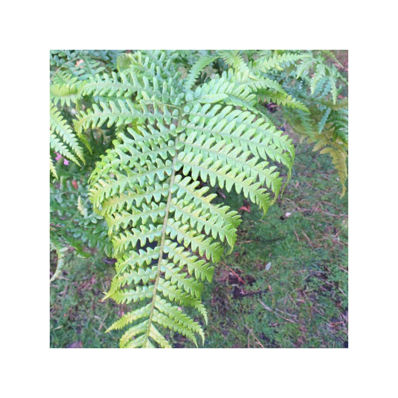 Sadleria cyatheoides