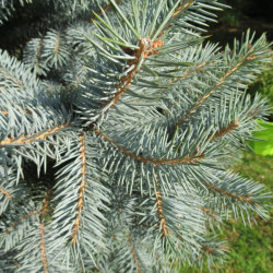 Picea pungens baby blue